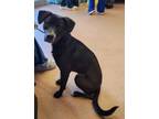 Adopt Peter a Labrador Retriever