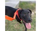 Adopt Oatmeal a Black Boxer / Mixed Breed (Medium) / Mixed dog in Houston