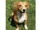 Adopt R2-D2 a Red/Golden/Orange/Chestnut - with White Beagle / Basenji / Mixed