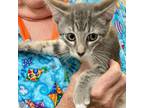 Adopt Ticky Tack a Domestic Short Hair