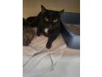 Adopt Myrtle a All Black Domestic Shorthair / Mixed (short coat) cat in