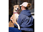 Adopt Fifi a Tan/Yellow/Fawn American Pit Bull Terrier / Mixed Breed (Medium) /