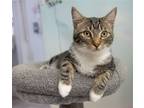 Adopt Scarlett (bonded w/ Ben) a Brown Tabby Domestic Shorthair / Mixed (short