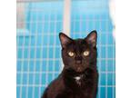 Adopt Kiara a Domestic Shorthair / Mixed cat in Troy, VA (38270029)