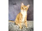 Adopt Clark a Orange or Red (Mostly) Domestic Shorthair / Mixed (short coat) cat