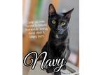 Adopt Navy a All Black Domestic Shorthair / Mixed (short coat) cat in Brea