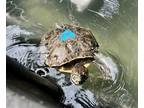 Adopt Zion a Turtle - Other / Mixed reptile, amphibian, and/or fish in