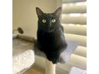 Adopt Harley a All Black Domestic Shorthair / Mixed cat in Salt Lake City