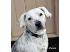 Adopt Cassie a White - with Black Labrador Retriever / Mixed dog in Oklahoma