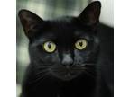 Adopt Bess a All Black Domestic Shorthair / Mixed (short coat) cat in