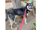 Adopt Kenny a Black - with Tan, Yellow or Fawn Husky / Mixed dog in Walnut