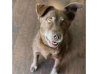 Adopt Saiya a Labrador Retriever / Husky / Mixed dog in San Diego, CA (38103674)