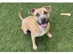Adopt PITATA a Pit Bull Terrier / Mixed dog in Oroville, CA (38296907)