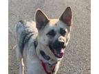 Adopt Luna a Tan/Yellow/Fawn Jindo / Mixed dog in LONG ISLAND CITY