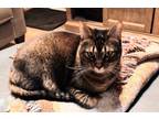 Adopt Mew-Mew a Brown Tabby Domestic Mediumhair / Mixed (medium coat) cat in