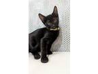 Adopt Mustard a All Black Domestic Shorthair / Mixed (short coat) cat in Brea