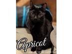 Adopt Apricot a All Black Domestic Shorthair / Mixed (short coat) cat in Brea