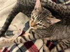 Adopt Bambi a Gray, Blue or Silver Tabby Domestic Shorthair / Mixed (short coat)