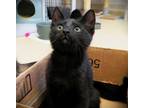 Adopt Kitten Fudge a All Black Domestic Shorthair / Mixed (short coat) cat in