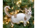 Adopt Briscoe a Domestic Shorthair / Mixed cat in Camden, SC (38143879)