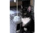 Adopt Darlington a Domestic Shorthair / Mixed cat in Camden, SC (38143878)
