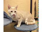 Adopt Edwards a Domestic Shorthair / Mixed cat in Camden, SC (38143881)