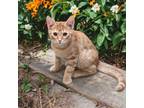 Adopt Balderdash a Domestic Shorthair / Mixed cat in Camden, SC (38191359)