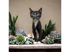 Adopt Sanctuary a Domestic Shorthair / Mixed cat in Camden, SC (38276163)