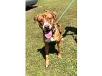 Adopt Bowser a Red/Golden/Orange/Chestnut - with White American Pit Bull Terrier