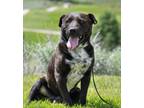 Adopt Dr. Smolder Bravestone a Mixed Breed (Medium) / Mixed dog in Park City