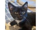 Adopt Francis a All Black Domestic Shorthair / Mixed cat in Durham