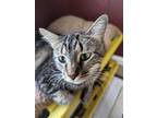 Adopt Mocha a Domestic Shorthair / Mixed cat in Camden, SC (38147032)