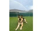 Adopt Sarge a Tan/Yellow/Fawn - with Black German Shepherd Dog / Mixed dog in