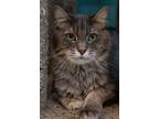 Adopt Mini a Domestic Longhair / Mixed cat in Fresno, CA (38241231)