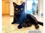 Adopt Simon: Gentle Giant a All Black Bombay / Mixed (short coat) cat in