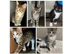 Adopt Carolina Kittens (16-20 weeks) a White Domestic Shorthair / Mixed (long