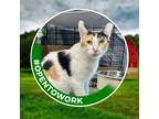 Adopt Puma (working Cat) a Domestic Shorthair / Mixed cat in Birdsboro