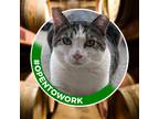 Adopt Scoshe (working Cat) a Domestic Shorthair / Mixed cat in Birdsboro