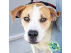 Adopt Ryder a White - with Tan, Yellow or Fawn Mixed Breed (Medium) / Mixed dog
