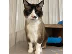 Adopt Lucky a Brown or Chocolate Snowshoe / Mixed cat in Buffalo, WY (38056279)
