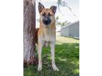 Adopt Archie a German Shepherd Dog / Mixed dog in Fresno, CA (38046379)