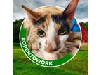 Adopt Brooks (working Cat) a Domestic Shorthair / Mixed cat in Birdsboro