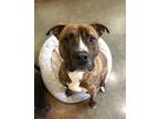 Adopt Marshall a Pit Bull Terrier / Mixed dog in Versailles, KY (38165813)