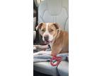Adopt Haze (Courtsey Post) a Red/Golden/Orange/Chestnut - with White Pit Bull