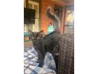 Adopt Jax a Domestic Shorthair / Mixed (short coat) cat in Hoover, AL (38278416)