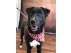 Adopt Whiskey a Black - with White Labrador Retriever / Mixed dog in