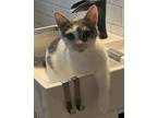 Adopt Kie-Kie a White Domestic Shorthair / Domestic Shorthair / Mixed cat in