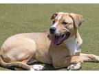 Adopt Ranger a Labrador Retriever / Mixed dog in Birmingham, AL (38269177)
