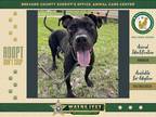 Adopt Willis a Mixed Breed (Medium) / Mixed dog in Melbourne, FL (38196380)