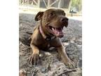 Adopt Ciera a American Pit Bull Terrier / Mixed Breed (Medium) / Mixed dog in